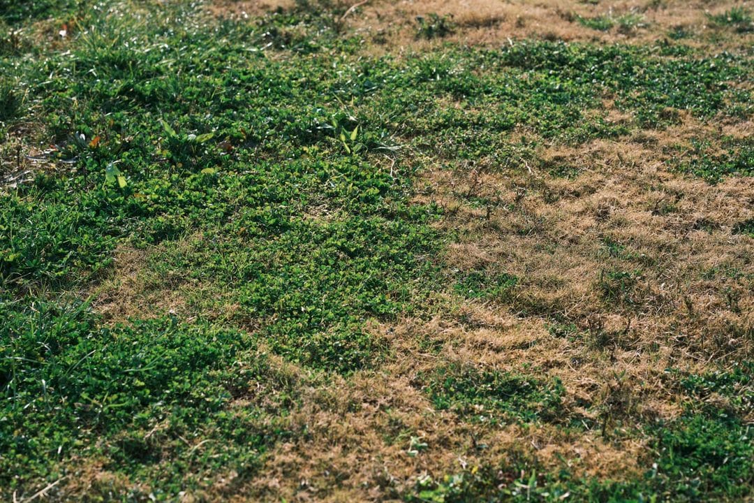Rasen mit braunen Flecken im Sommer