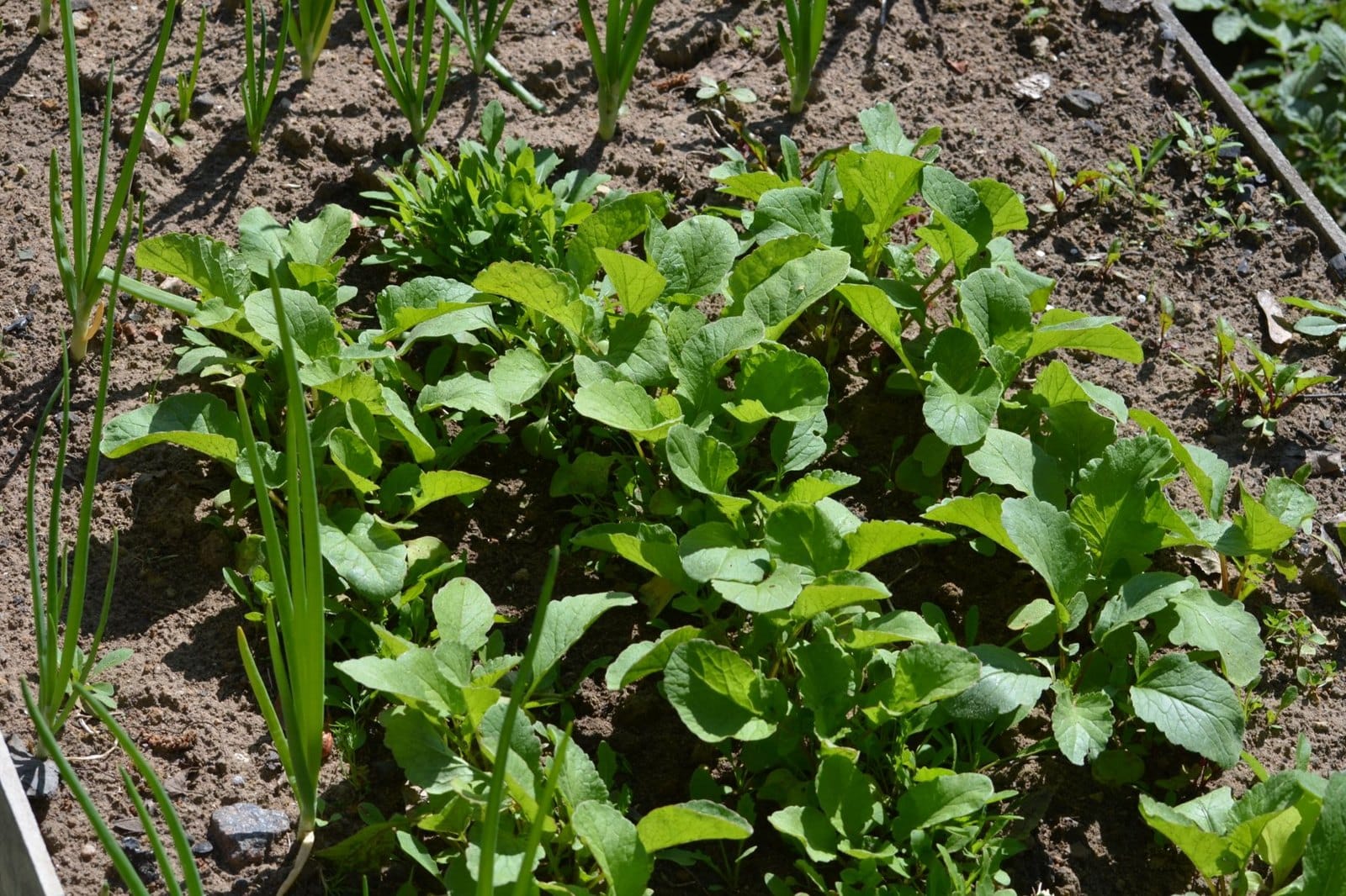 Hochbeet im Hochsommer: Was Sie Ende Juni nachsäen, damit das Beet bis Oktober trägt