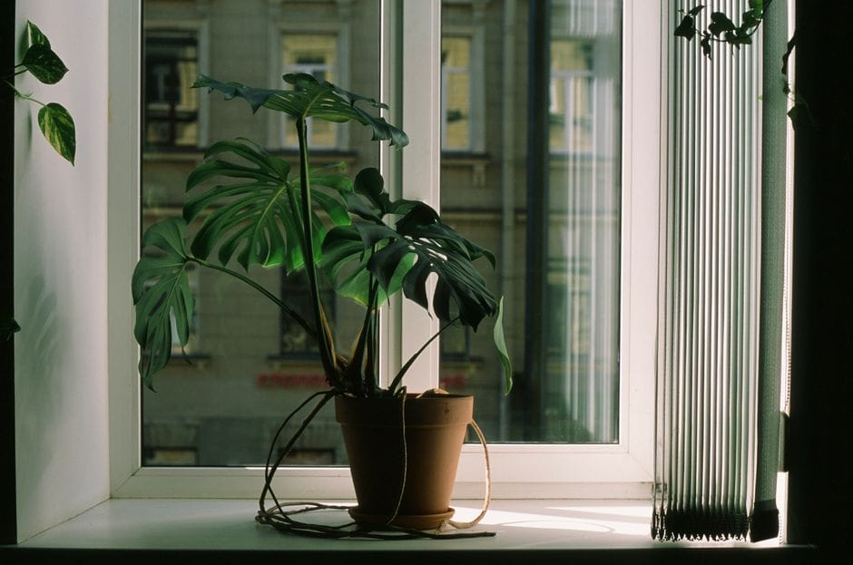 Weihnachtsstern richtig pflegen: damit die Poinsettie wirklich lange hält