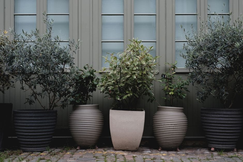 Mini-Teich im Kübel: ein Stück Naturoase für Balkon und Terrasse
