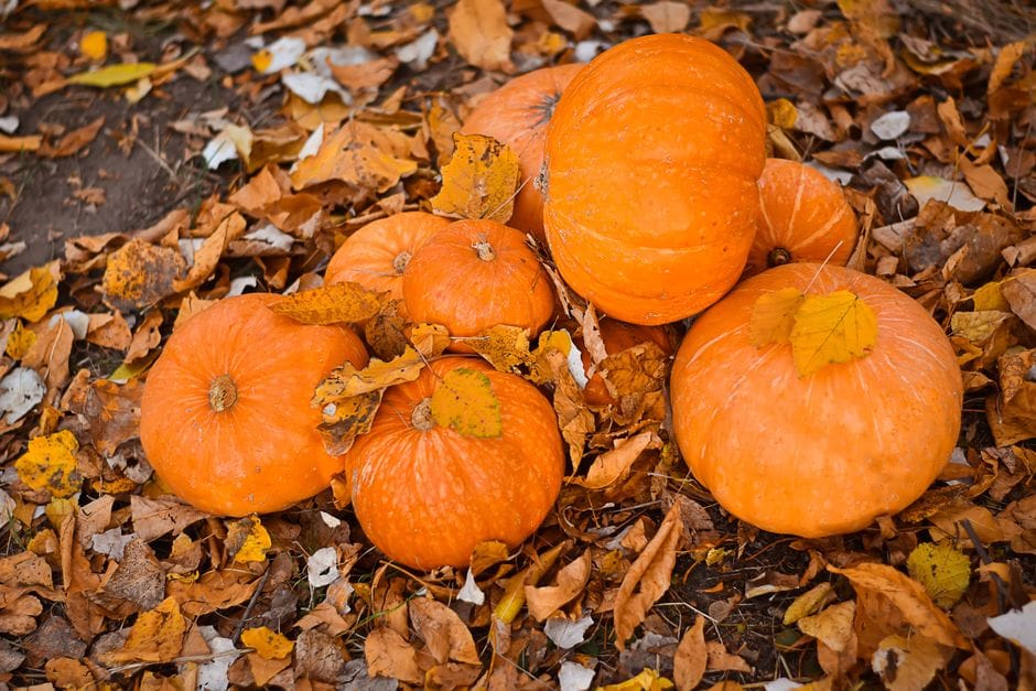 Hochbeet im Herbst vorbereiten: Neu befüllen für eine starke Ernte