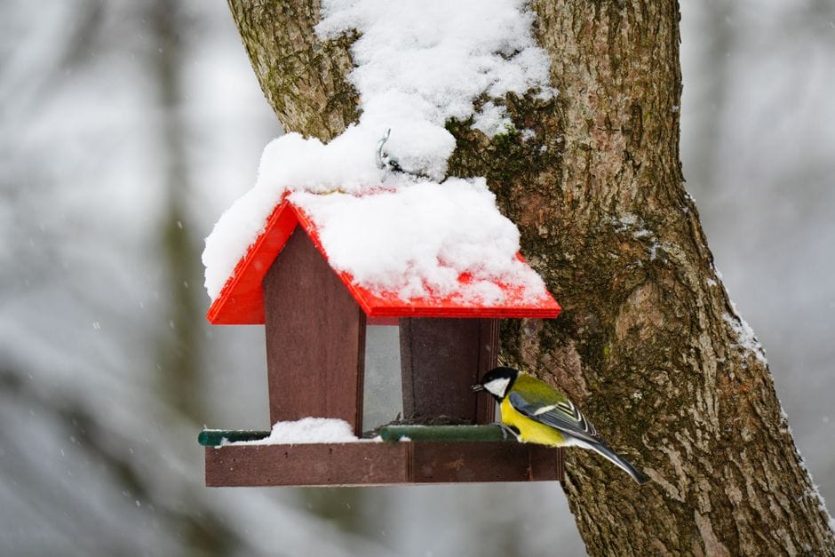 Vögel im Winter füttern: Worauf es bei einer sauberen Futterstelle ankommt