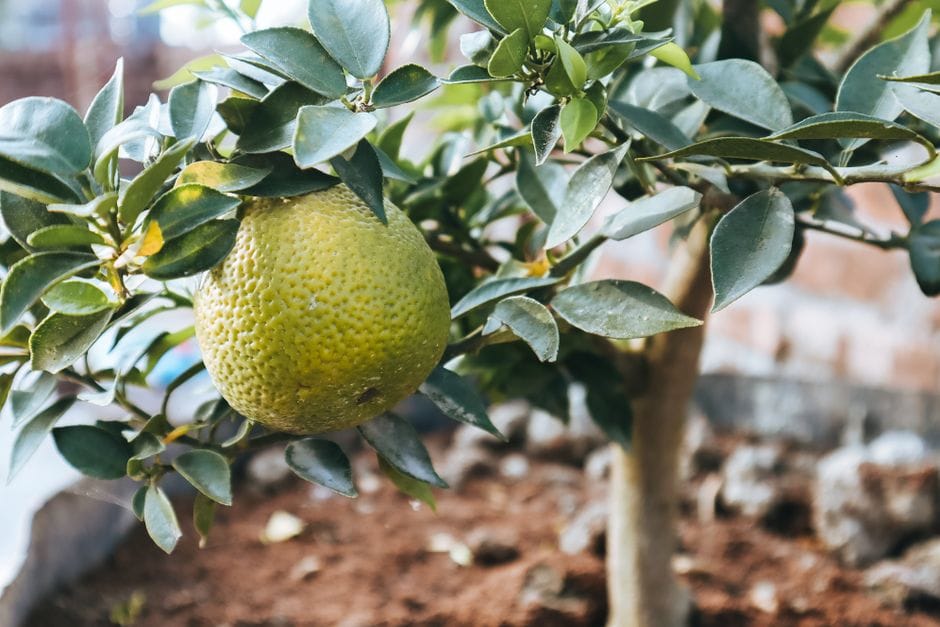 Kübelpflanzen überwintern: Oleander, Zitrus und Co. sicher durch den Winter bringen