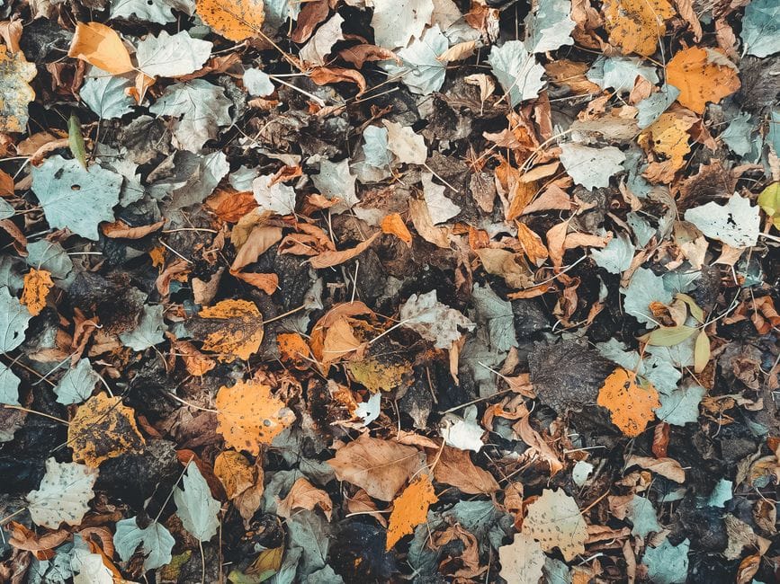 Herbstlaub im Garten: Warum Sie es nicht in die Tonne werfen sollten