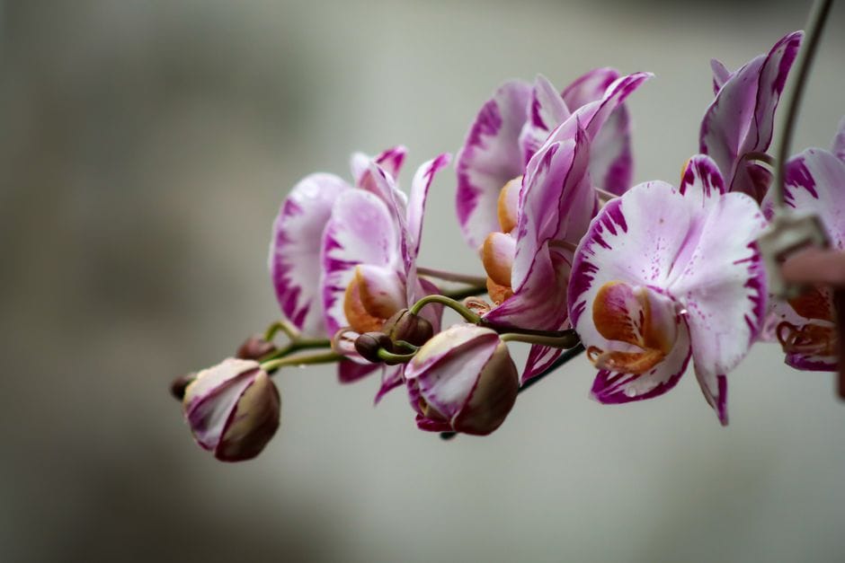 Orchideen zum Nachblühen bringen: Phalaenopsis richtig pflegen