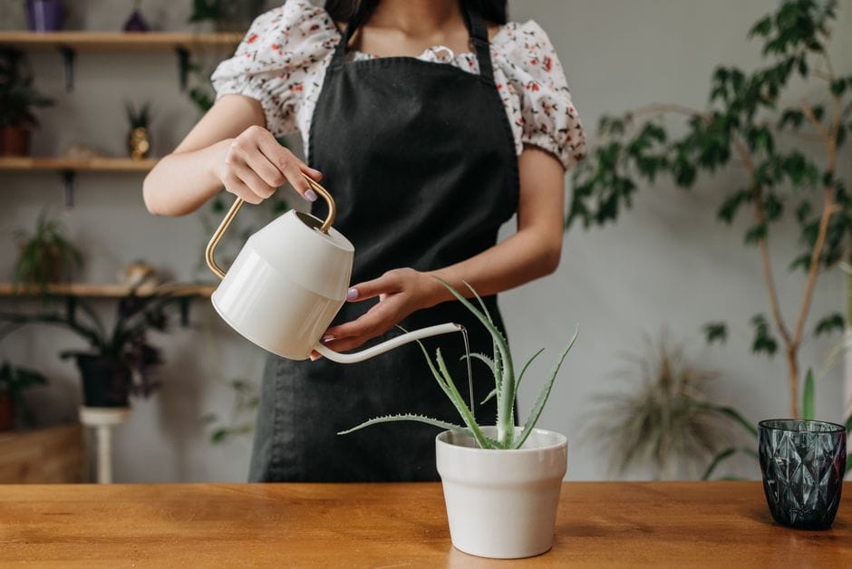 Zimmerpflanzen im Winter: So bringen Sie Monstera und Co. durch die dunkle Jahreszeit