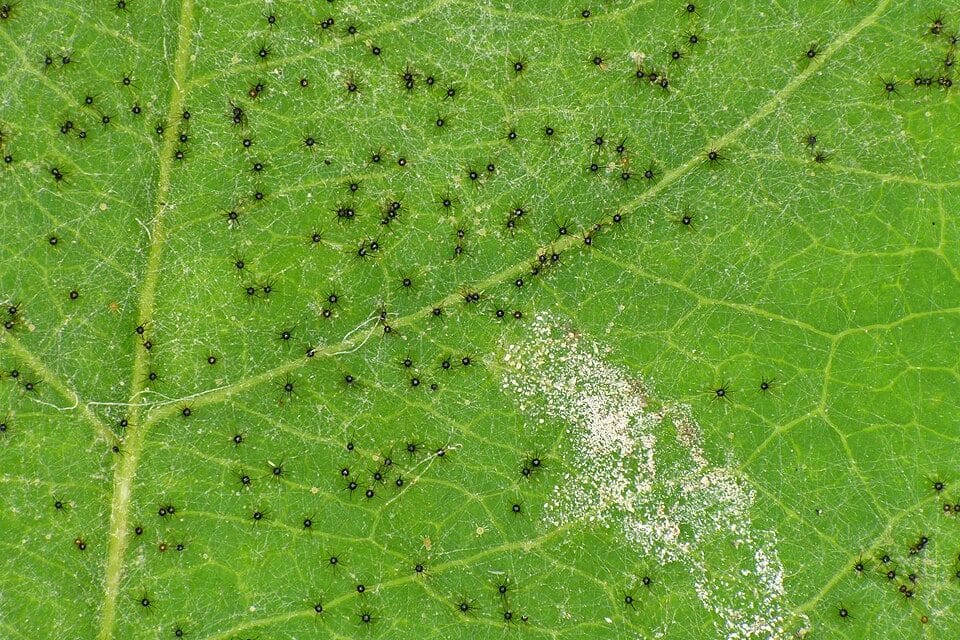 Echter Mehltau im Garten: Warum Zucchini und Rosen im Hochsommer den weißen Belag bekommen