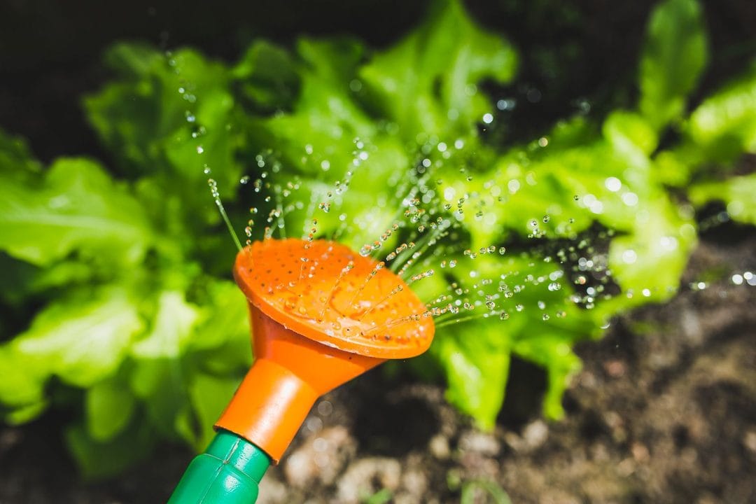Urlaub im Hochsommer: So übersteht Ihr Garten zwei Wochen ganz ohne Bewässerungsanlage