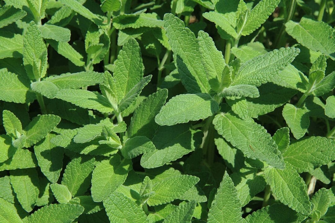 Natürlicher Mückenschutz für Garten und Terrasse: Was im Sommer wirklich hilft