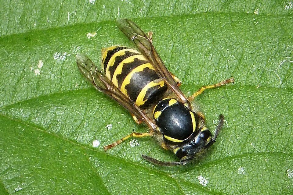 Wespen im Garten und auf der Terrasse: Was im Hochsommer wirklich hilft
