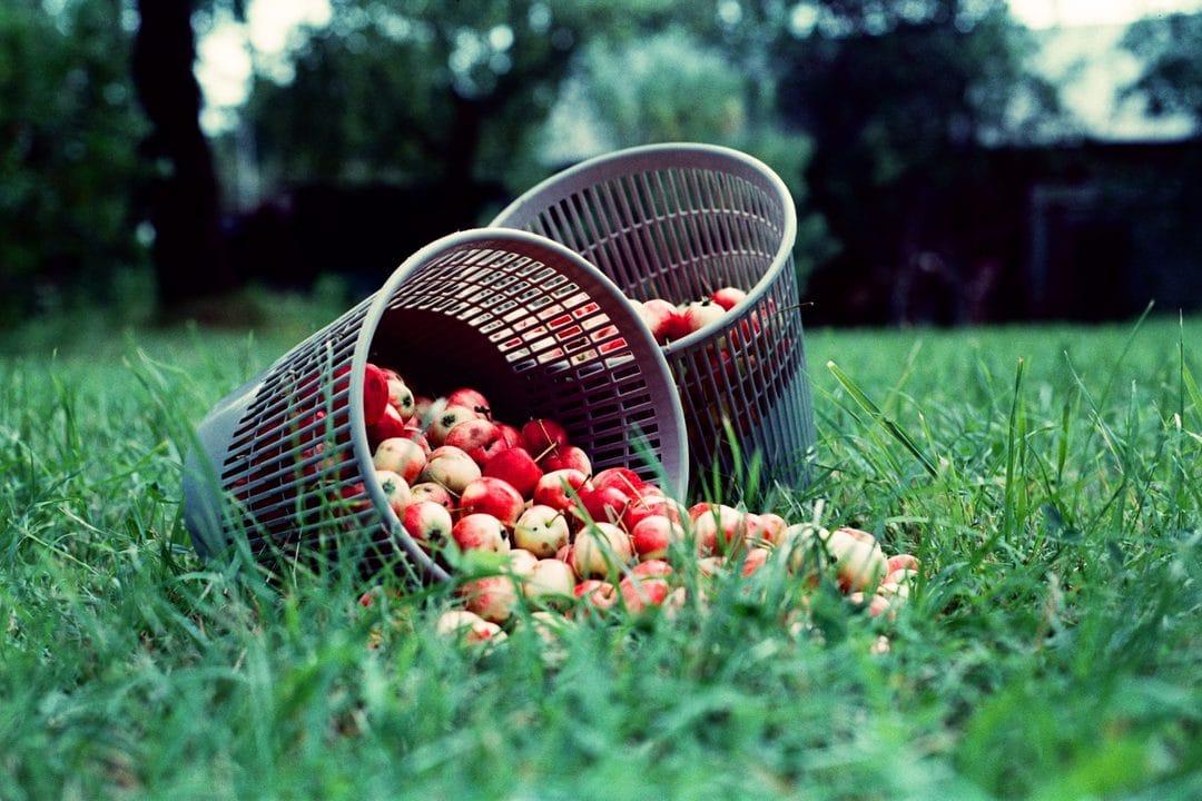 Apfelernte im Spätsommer: Reifezeitpunkt erkennen und Äpfel richtig lagern
