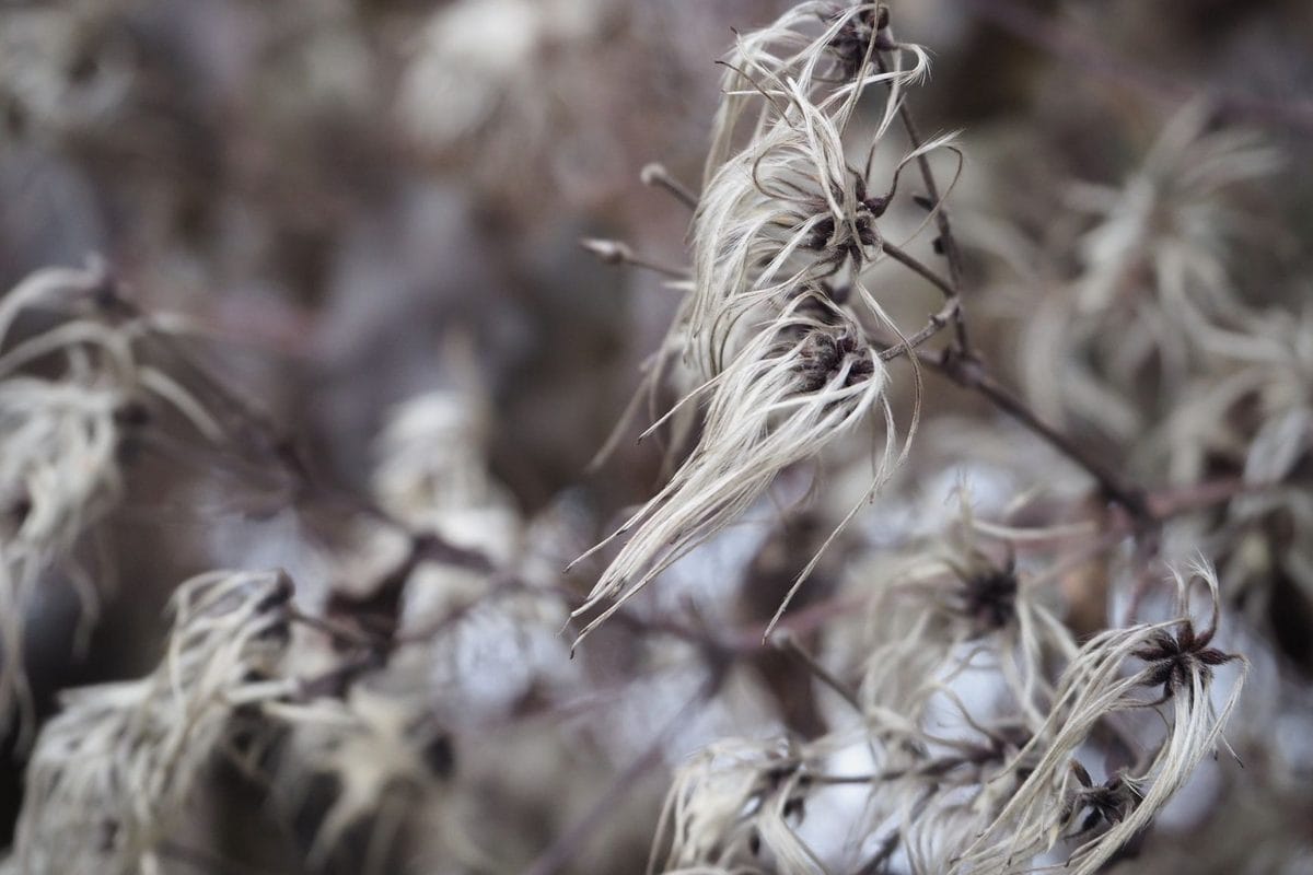 Der unaufgeräumte Garten: Warum verblühte Stauden bis zum Frühjahr stehen bleiben sollten