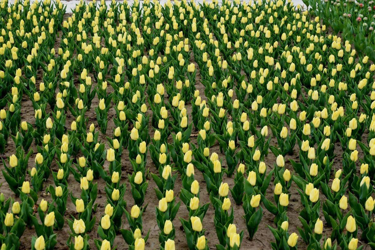 Zwiebelblumen im Herbst pflanzen: Tulpen, Narzissen und Krokusse für ein farbenfrohes Frühlingsbeet