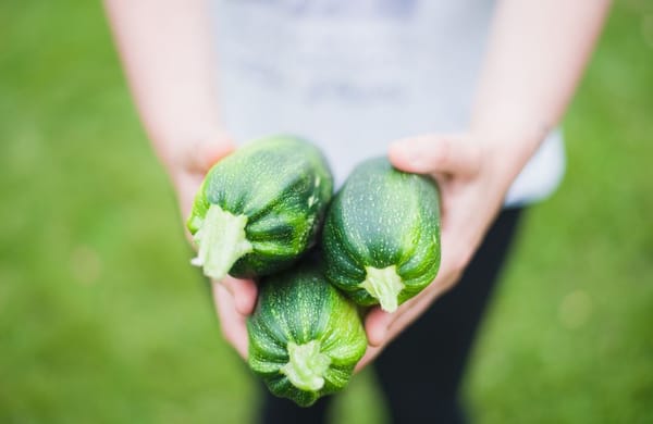 Zucchini und Kürbis anbauen: zwei Vielfraße mit großem Ertrag