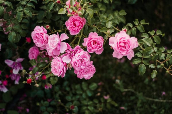 Rosen im Frühjahr schneiden: Wann, wie tief und worauf es ankommt