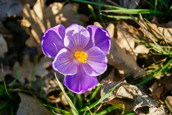 Frühblüher im Topf: Farbe für Balkon und Eingang im Vorfrühling