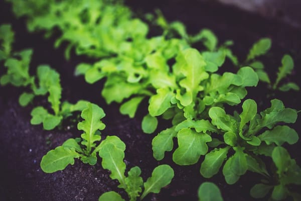 Hochbeet mit Mischkultur bepflanzen: gute Nachbarn, geplante Reihen