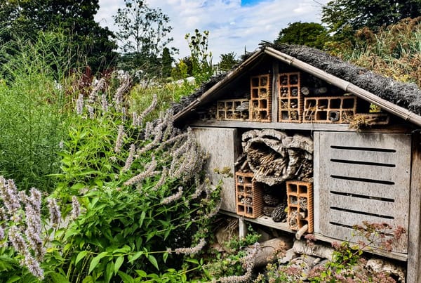 Insektenfreundlicher Garten: Wildblumen, Nisthilfen und kluge Pflege