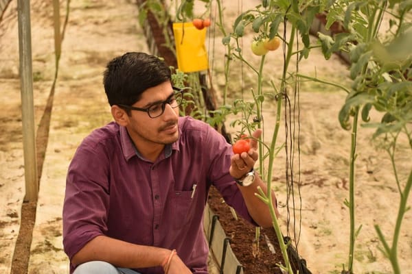 Tomaten ausgeizen und gesund halten: So tragen Ihre Pflanzen bis in den Oktober
