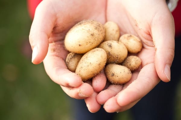 Kartoffeln vorkeimen und legen: früher ernten mit dem richtigen Start