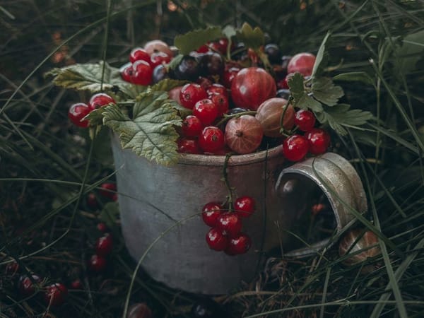 Beerensträucher pflanzen und schneiden: Johannisbeere, Stachelbeere und Himbeere richtig versorgen