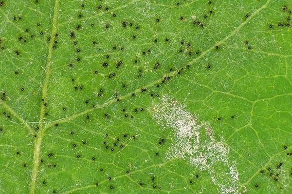 Echter Mehltau im Garten: Warum Zucchini und Rosen im Hochsommer den weißen Belag bekommen