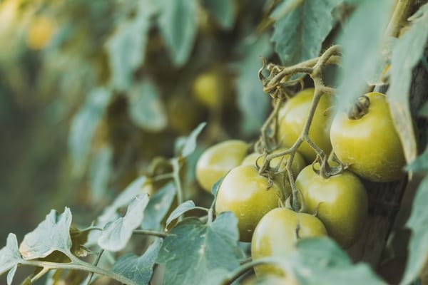 Sonnenbrand an Blättern: Warum Tomaten, Ahorn und Hortensien nach der Hitzewelle braune Flecken bekommen