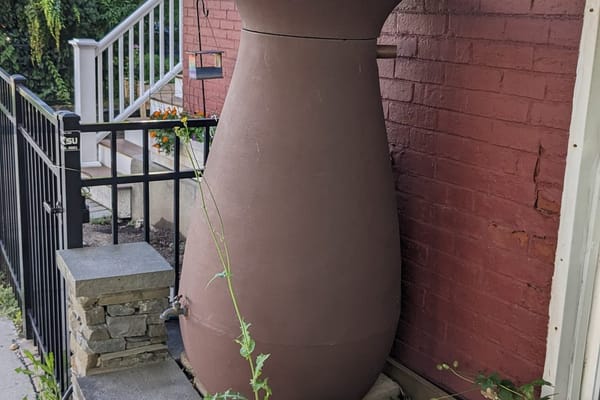 Regenwasser im Garten sammeln: Wann sich Regentonne oder Zisterne wirklich lohnt