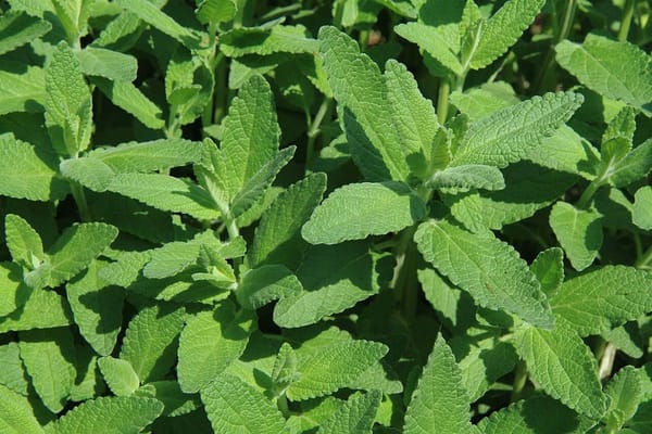 Natürlicher Mückenschutz für Garten und Terrasse: Was im Sommer wirklich hilft