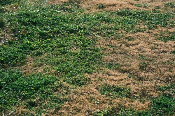 Rasen im Hochsommer: Warum der Rasen trotz Gießen braune Flecken bekommt