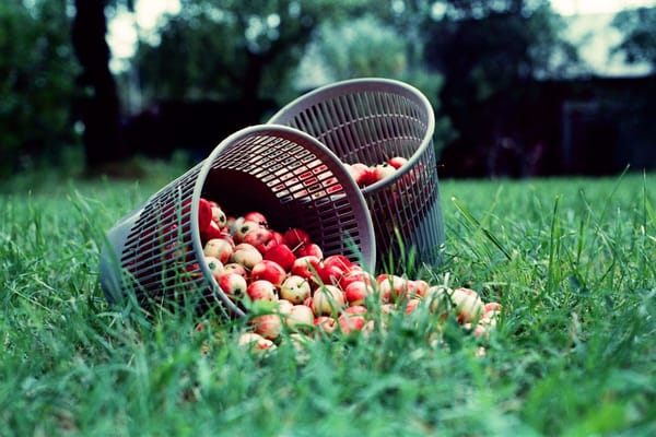 Apfelernte im Spätsommer: Reifezeitpunkt erkennen und Äpfel richtig lagern