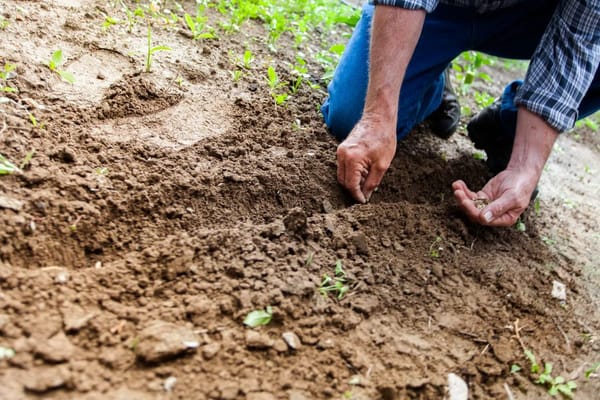 Zweite Ernte im Spätsommer: Diese Gemüsesorten jetzt für den Herbst aussäen