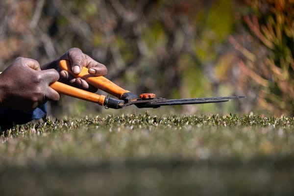 Hecke schneiden im Spätsommer: Fristen, Technik und der Stichtag 1. Oktober