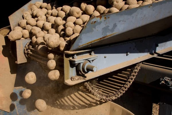 Kartoffelernte im Spätsommer: Reifezeichen erkennen, richtig ernten und lagerfähig machen
