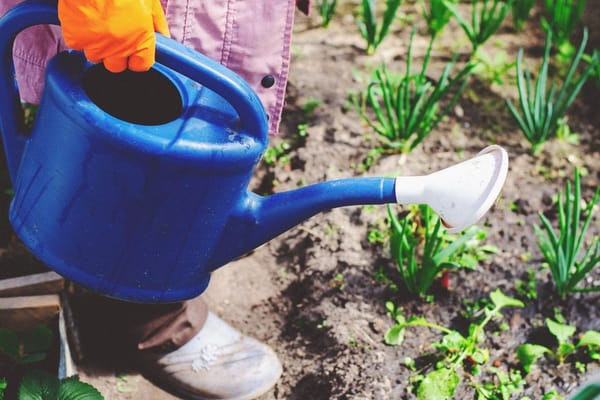 Richtig gießen im Hochsommer: Warum Uhrzeit und Wassermenge im August über die Ernte entscheiden