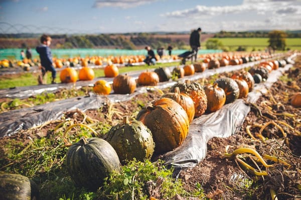 Kürbisernte im September: Reifezeichen erkennen, richtig ernten und monatelang lagern