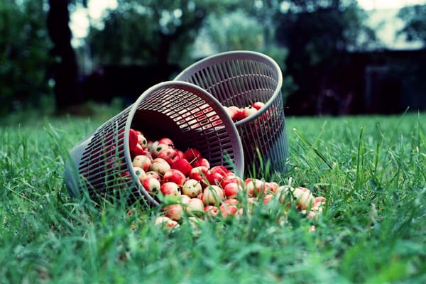 Äpfel im September: Reifezeitpunkt erkennen und richtig einlagern
