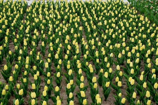 Zwiebelblumen im Herbst pflanzen: Tulpen, Narzissen und Krokusse für ein farbenfrohes Frühlingsbeet