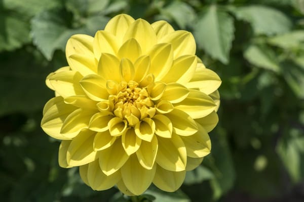 Dahlien im Oktober: Wann Sie die Knollen ausgraben und wie sie frostfrei durch den Winter kommen